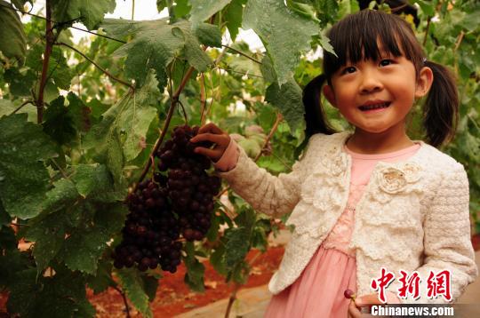 孩子在爱博欣葡萄庄园