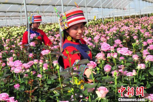 锦苑花卉基地