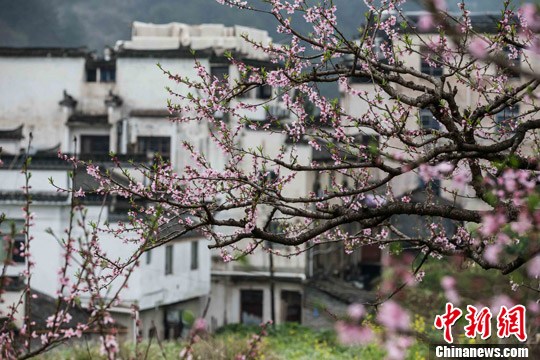 盛开的春花和安徽黄山古民居交相辉映。