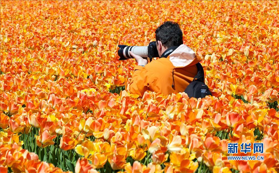 荷兰天气正好 郁金香进入盛开期