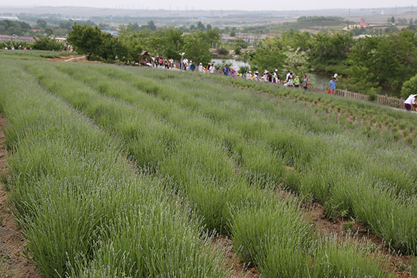 第24届大连赏槐会暨东北亚国际旅游落幕 第24届大连赏槐会暨东北亚国际旅游落幕