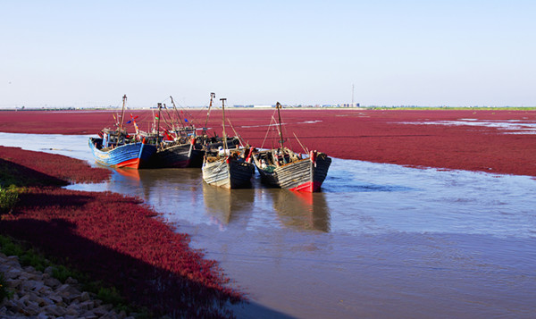红海滩 红海滩