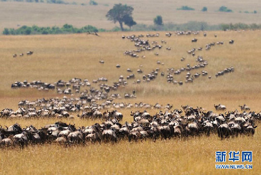 ��������������Ұ�����ﱣ������Ǩ��Ľ���Ⱥ�ڲ�ԭ��ǰ�С��»������ ʯ�� ��