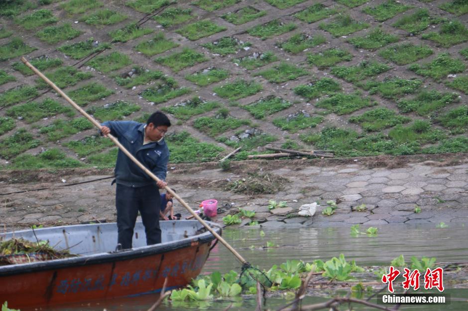 打印_广西雨季来临 水葫芦入侵城市河道