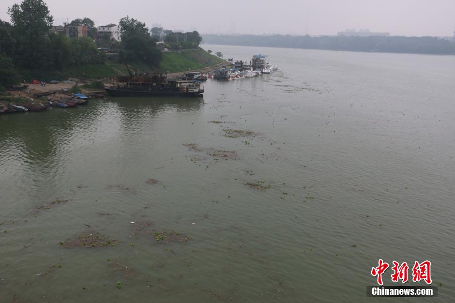 打印_广西雨季来临 水葫芦入侵城市河道