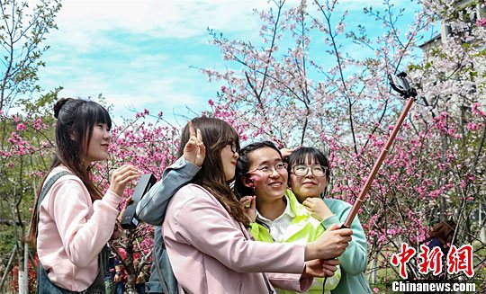 浙江海洋大学举办校园樱花节