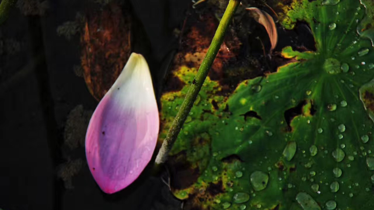 虚拟运营商电话卡 受出国旅游者欢迎